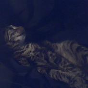 Blanding af racer tarzan<3