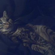 Blanding af racer tarzan<3