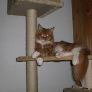 Maine Coon Mountaineer's Kaizer