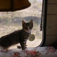 Blanding af racer Arthur