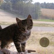 Blanding af racer Arthur