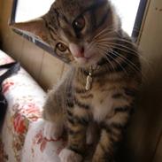 Blanding af racer Arthur