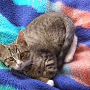 Blanding af racer Arthur