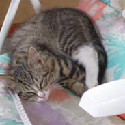 Blanding af racer Arthur