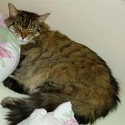 Maine Coon Charlie Brown