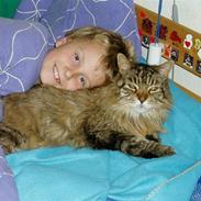 Maine Coon Charlie Brown