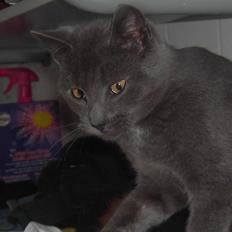 Huskat Balu '' solgt ''