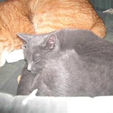 Huskat Balu '' solgt ''