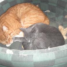 Huskat Balu '' solgt ''