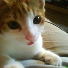 Blanding af racer Stumpie