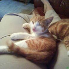 Blanding af racer Stumpie