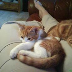 Blanding af racer Stumpie