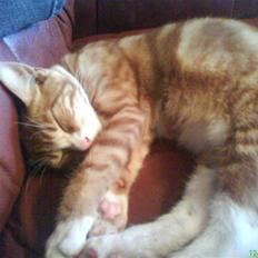 Blanding af racer Shorty ***** DØD****