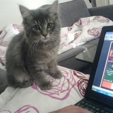 Blanding af racer Mille