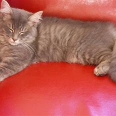 Blanding af racer Mille