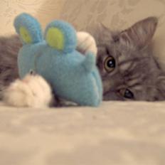 Blanding af racer Norsk Skovkat Trille