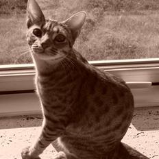 Ocicat Cassiopeia (kaldet Peia)