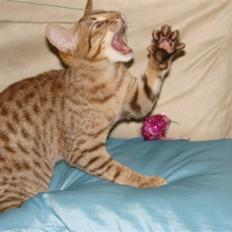 Ocicat Cassiopeia (kaldet Peia)