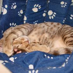 Ocicat Cassiopeia (kaldet Peia)