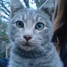 Huskat Bøllemis <3 RIP