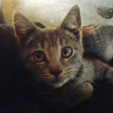 Huskat Bøllemis <3 RIP