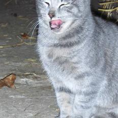 Huskat Bøllemis <3 RIP