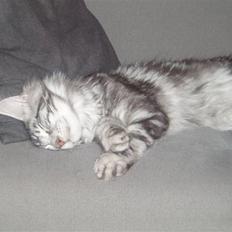 Maine Coon DK Legend Coon`s Cicerro