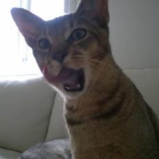 Blanding af racer Kenzo abyssinier bld.