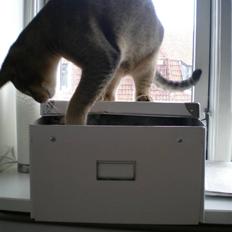 Blanding af racer Kenzo abyssinier bld.