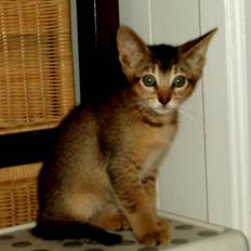 Blanding af racer Kenzo abyssinier bld.