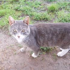 Blanding af racer Poul