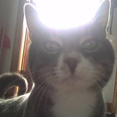 Blanding af racer Poul