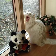 Norsk Skovkat Annabel *solgt*