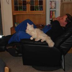 Norsk Skovkat Annabel *solgt*