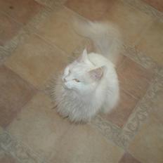 Norsk Skovkat Annabel *solgt*