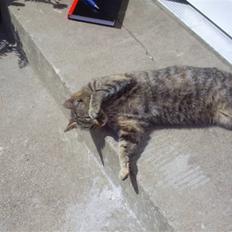 Blanding af racer Molly<'3