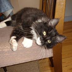 Blanding af racer Børge † død † :'(