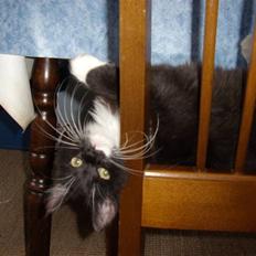 Blanding af racer Børge † død † :'(