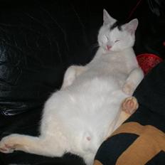 Huskat Aksel