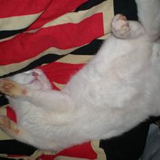 Huskat Aksel