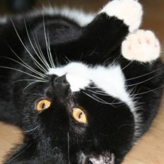 Blanding af racer Dixie