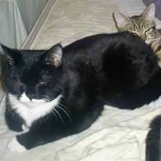 Blanding af racer Dixie