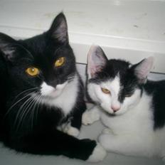 Blanding af racer Dixie