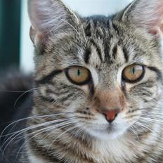 Blanding af racer Cindy[Solgt]