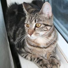 Blanding af racer Cindy[Solgt]