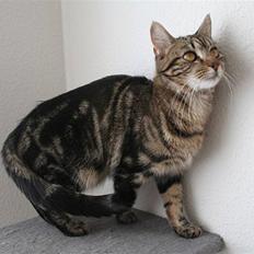 Blanding af racer Cindy[Solgt]