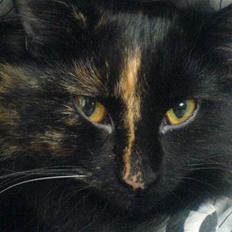 Norsk Skovkat Chilli