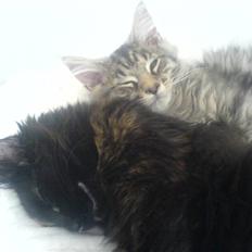 Norsk Skovkat Chilli