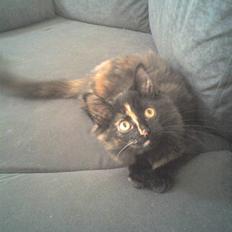 Norsk Skovkat Chilli