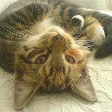 Blanding af racer  » Nala